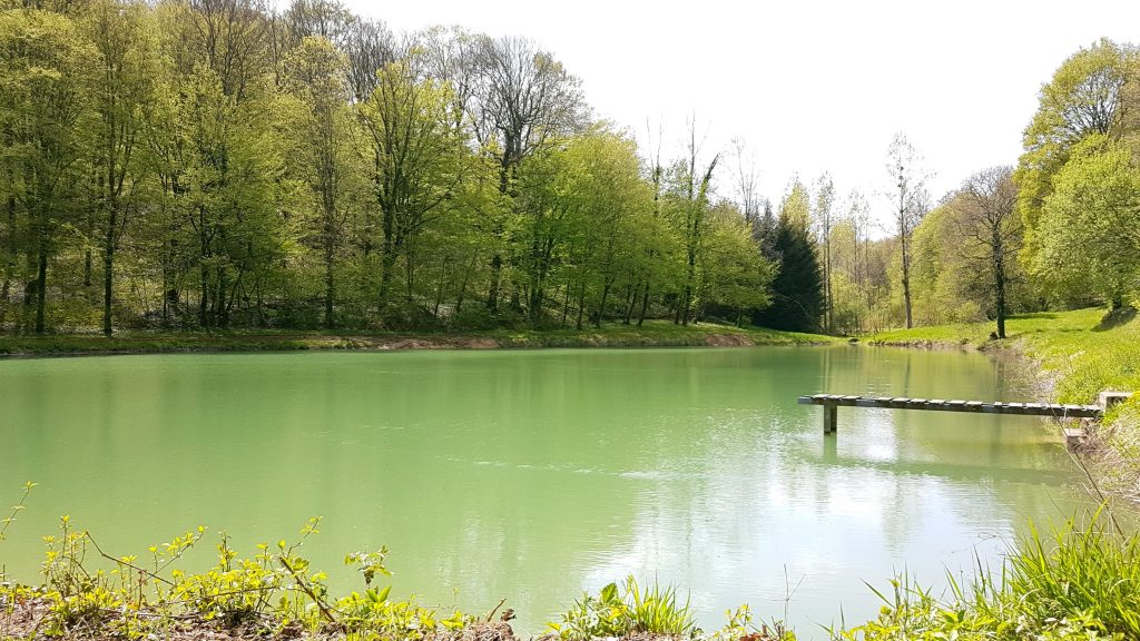 Paysage apaisant avec forêt en arrière plan, un étang et un ponton