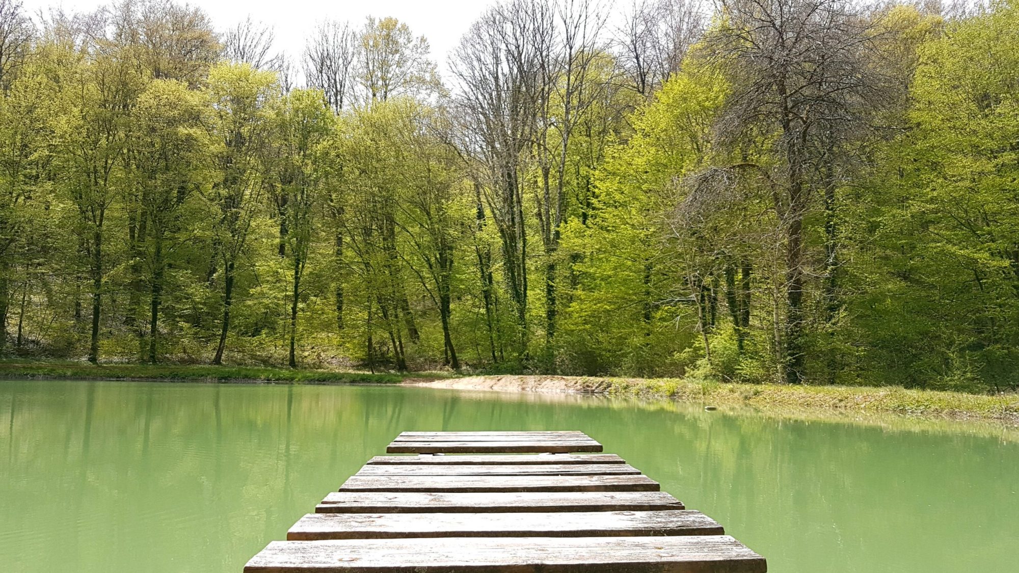 Paysage apaisant avec forêt en arrière plan, un étang et un ponton